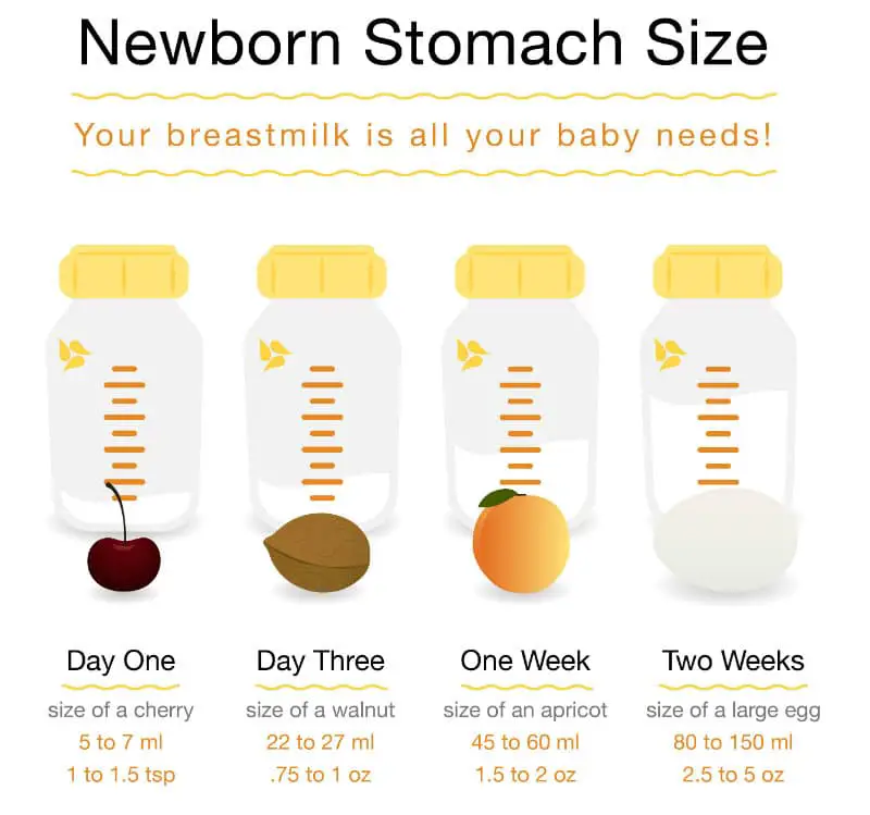 first feeding newborn stomach size